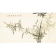 Green Bamboo - CNAG003591