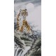 Tiger - CNAG000036