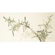 Green Bamboo - CNAG003603