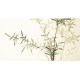 Green Bamboo - CNAG003604