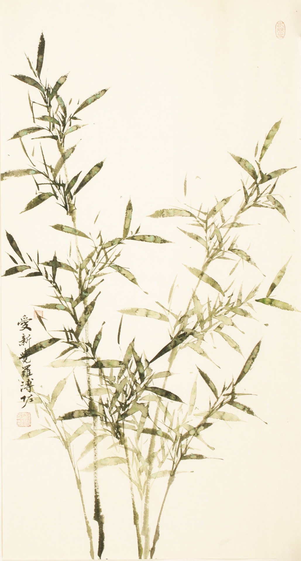 Green Bamboo - CNAG003611