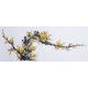Plum - CNAG003618
