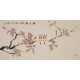 Peach Blossom - CNAG003635