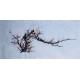 Plum - CNAG003687