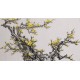 Plum - CNAG003692