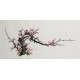 Plum - CNAG003694
