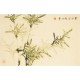 Green Bamboo - CNAG003702