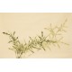 Green Bamboo - CNAG003703