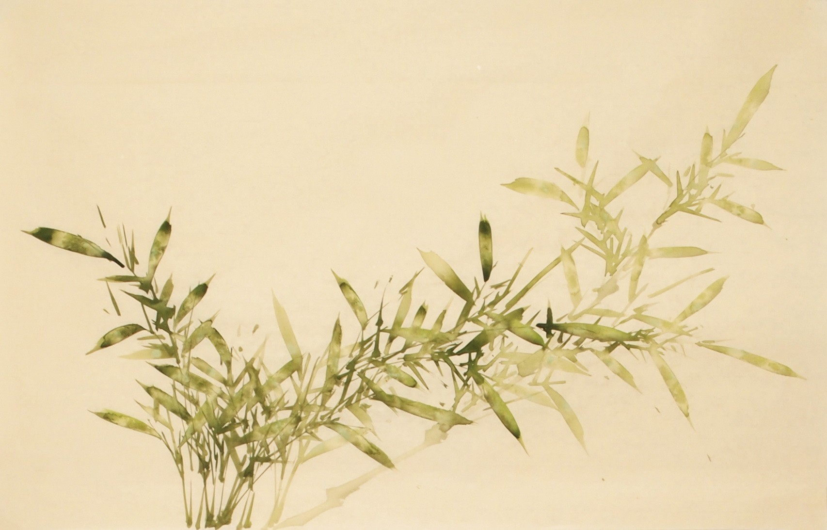 Green Bamboo - CNAG003703