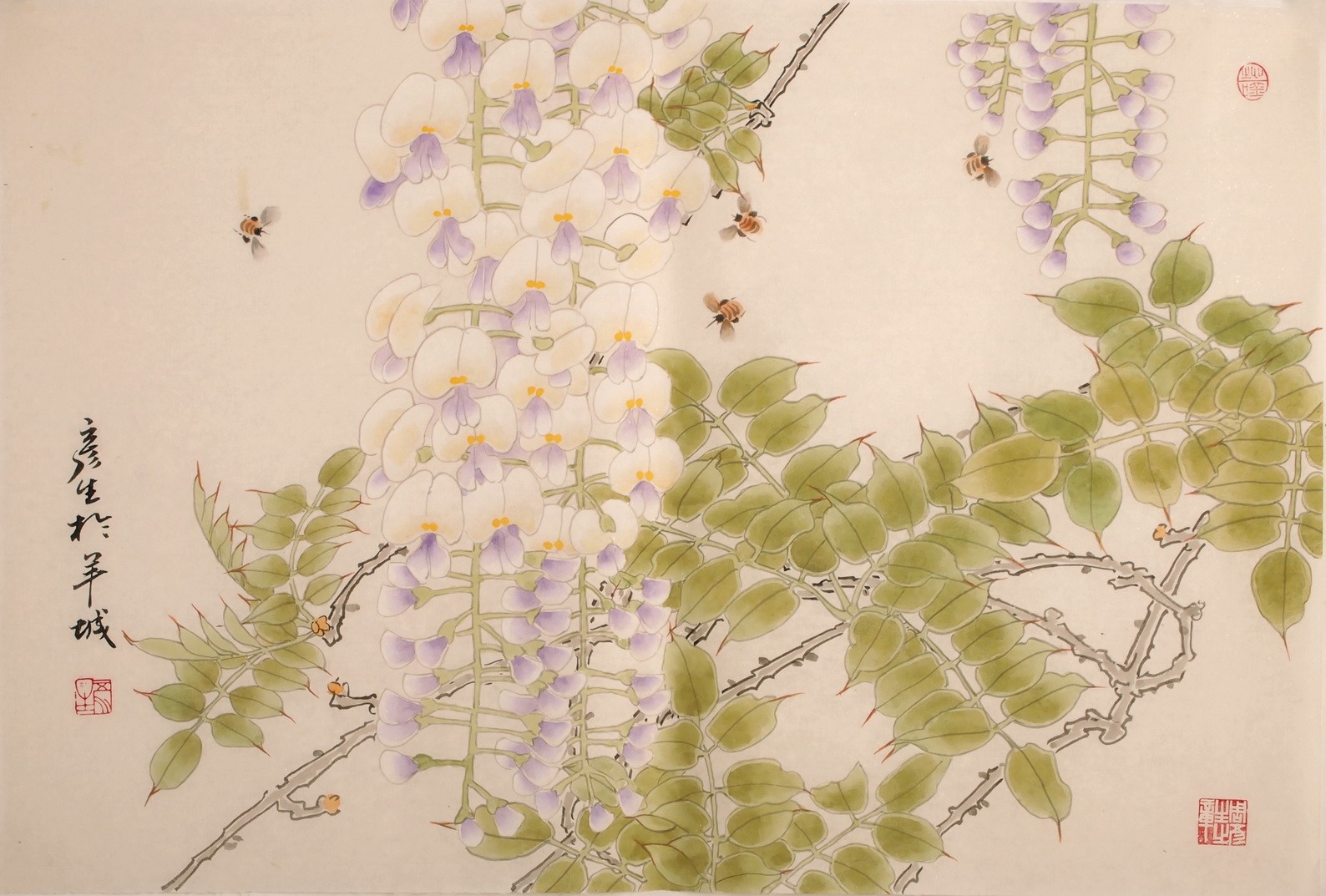 Wisteria - CNAG003712