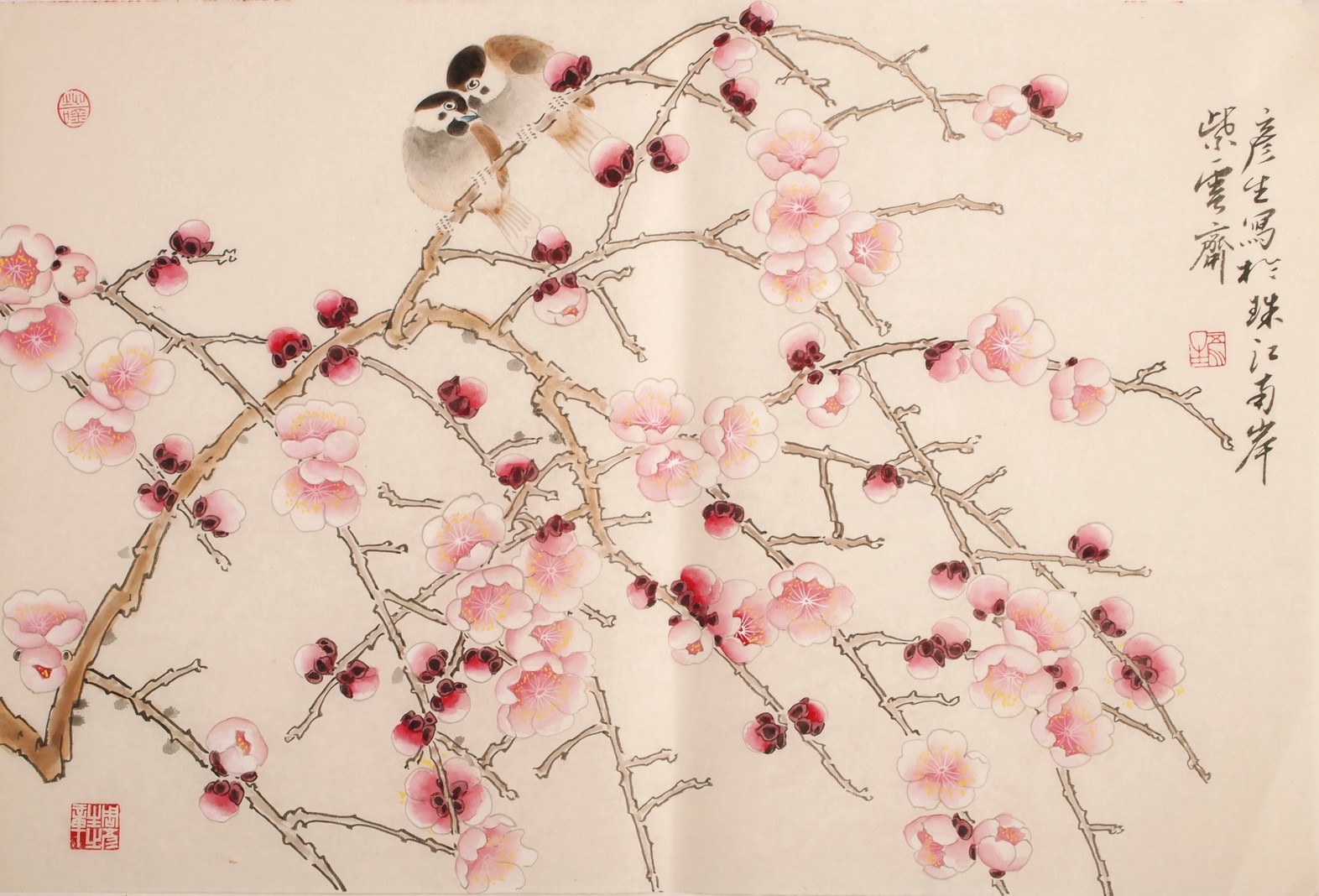 Plum - CNAG003713