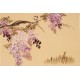 Wisteria - CNAG003737