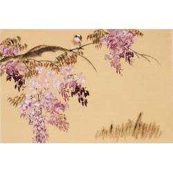 Wisteria - CNAG003737