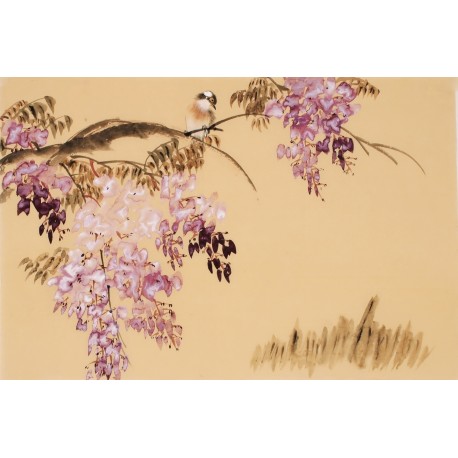 Wisteria - CNAG003737