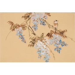 Wisteria - CNAG003738