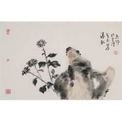 Chrysanthemum - CNAG003742