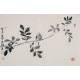 Other Birds - CNAG003743