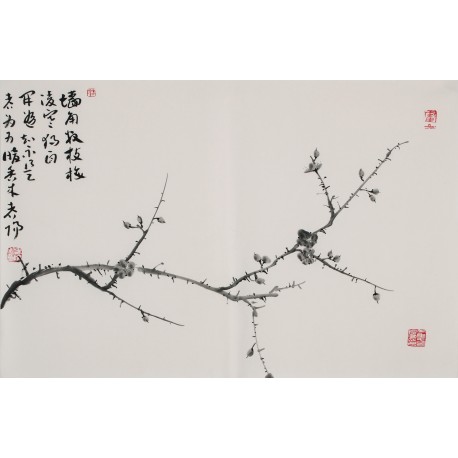 Plum - CNAG003744