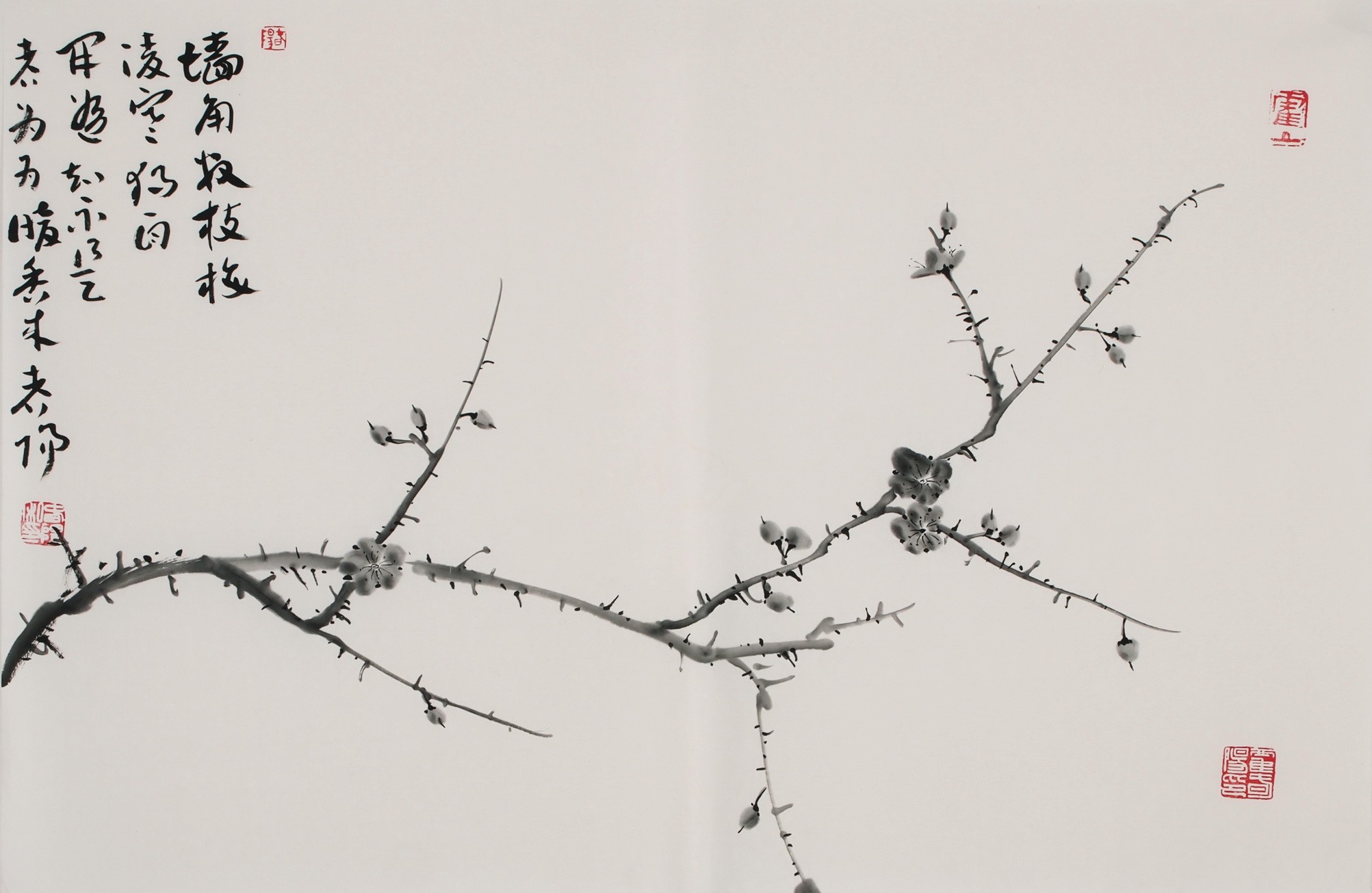 Plum - CNAG003744