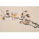 Other Birds - CNAG003781