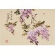 Wisteria - CNAG003793