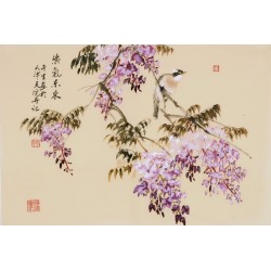 Wisteria - CNAG003793