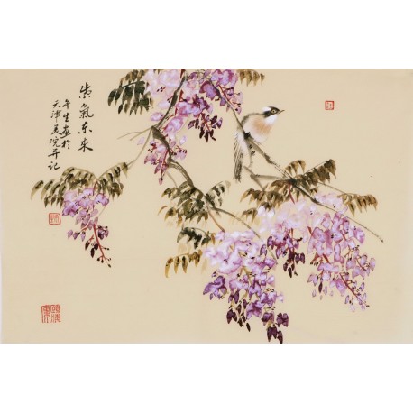 Wisteria - CNAG003793