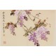 Wisteria - CNAG003796