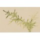 Green Bamboo - CNAG003797