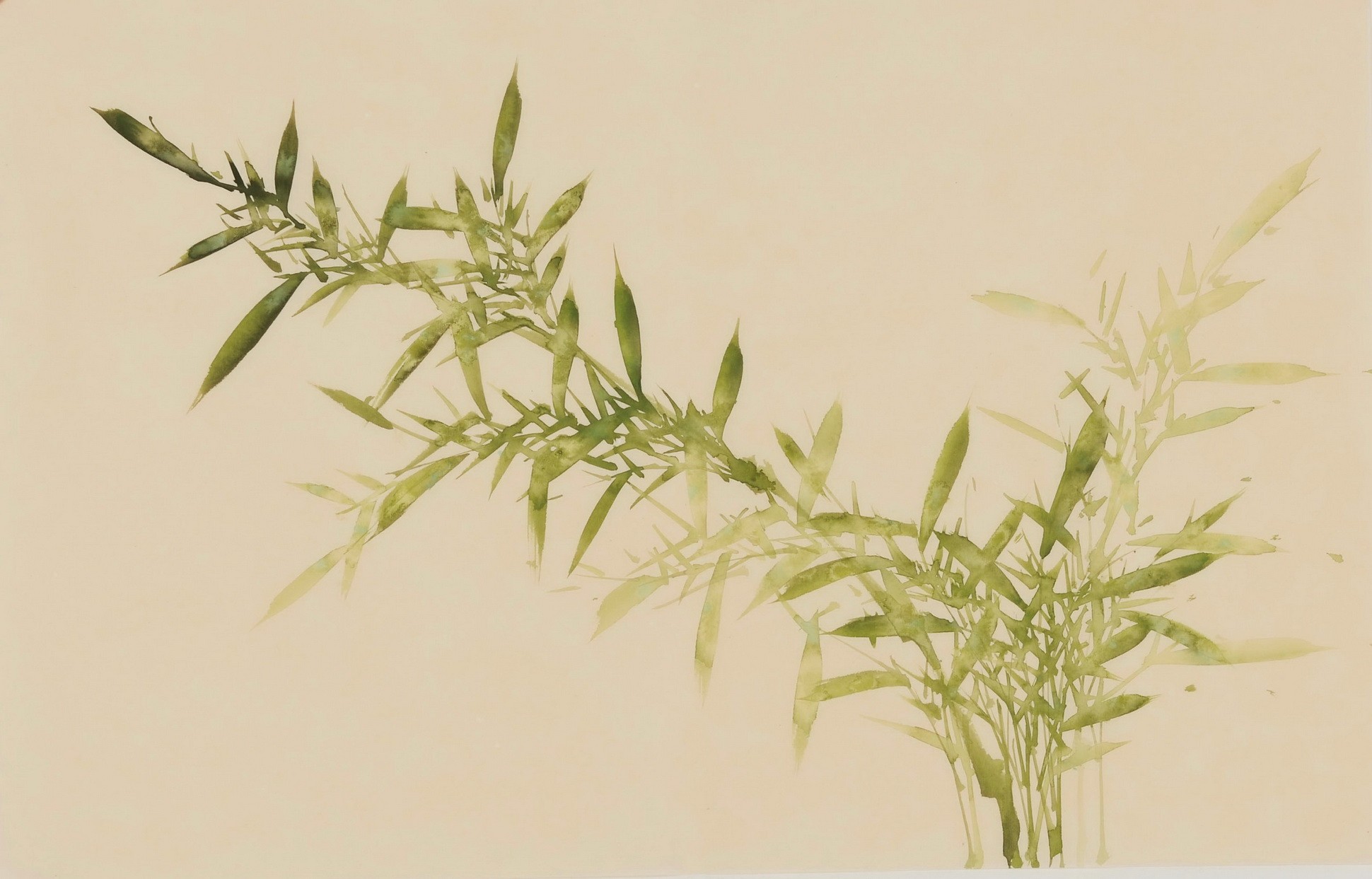 Green Bamboo - CNAG003797