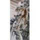 Tiger - CNAG000038