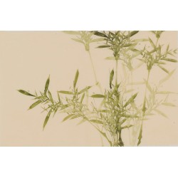 Green Bamboo - CNAG003799