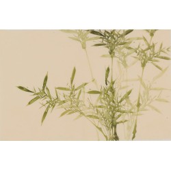 Green Bamboo - CNAG003799