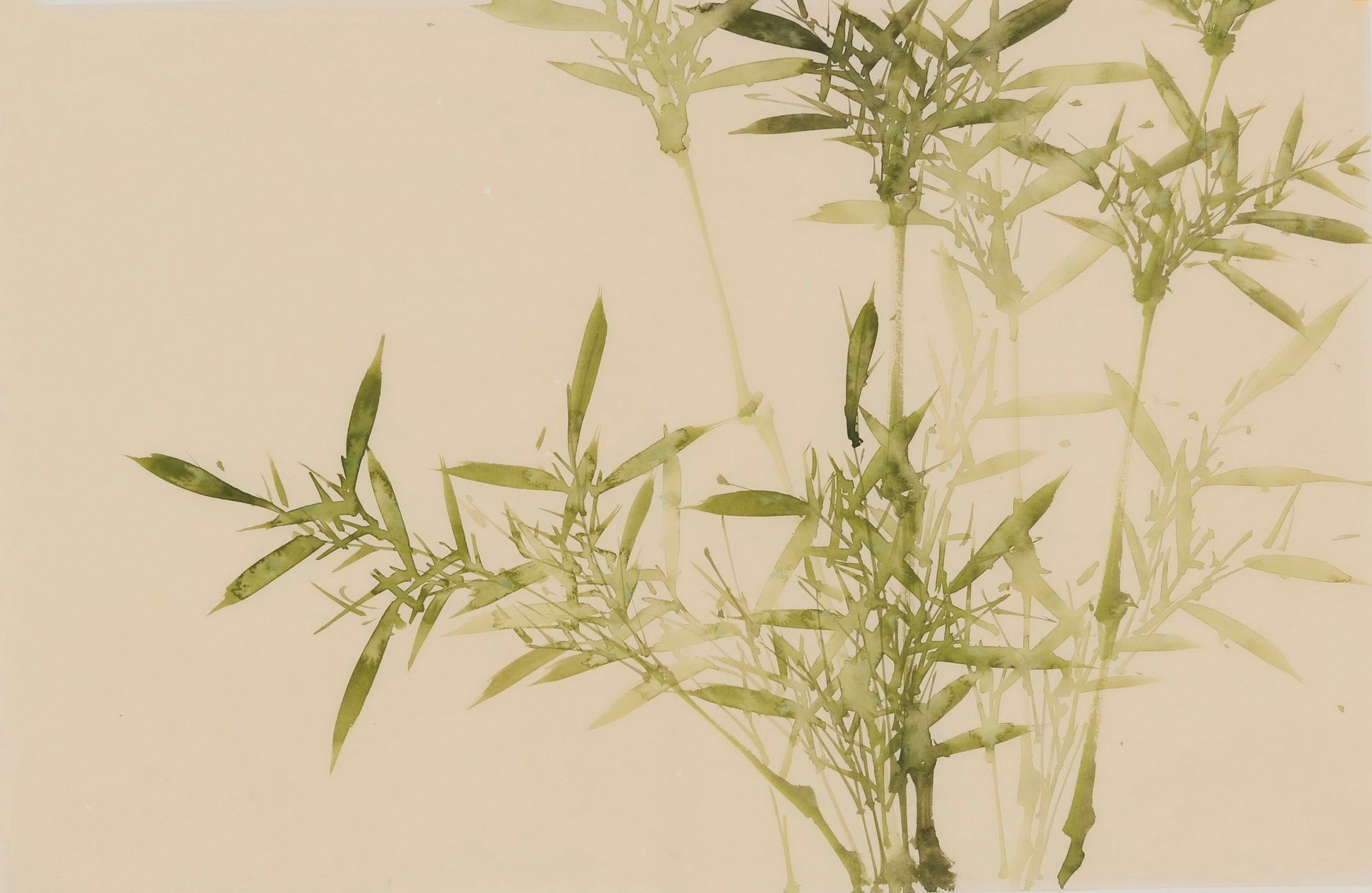 Green Bamboo - CNAG003799