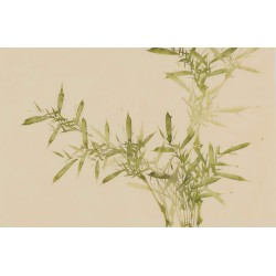 Green Bamboo - CNAG003801