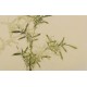 Green Bamboo - CNAG003803