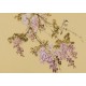 Wisteria - CNAG003804