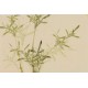 Green Bamboo - CNAG003807