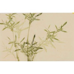 Green Bamboo - CNAG003807
