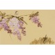 Wisteria - CNAG003809