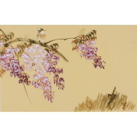 Wisteria - CNAG003809