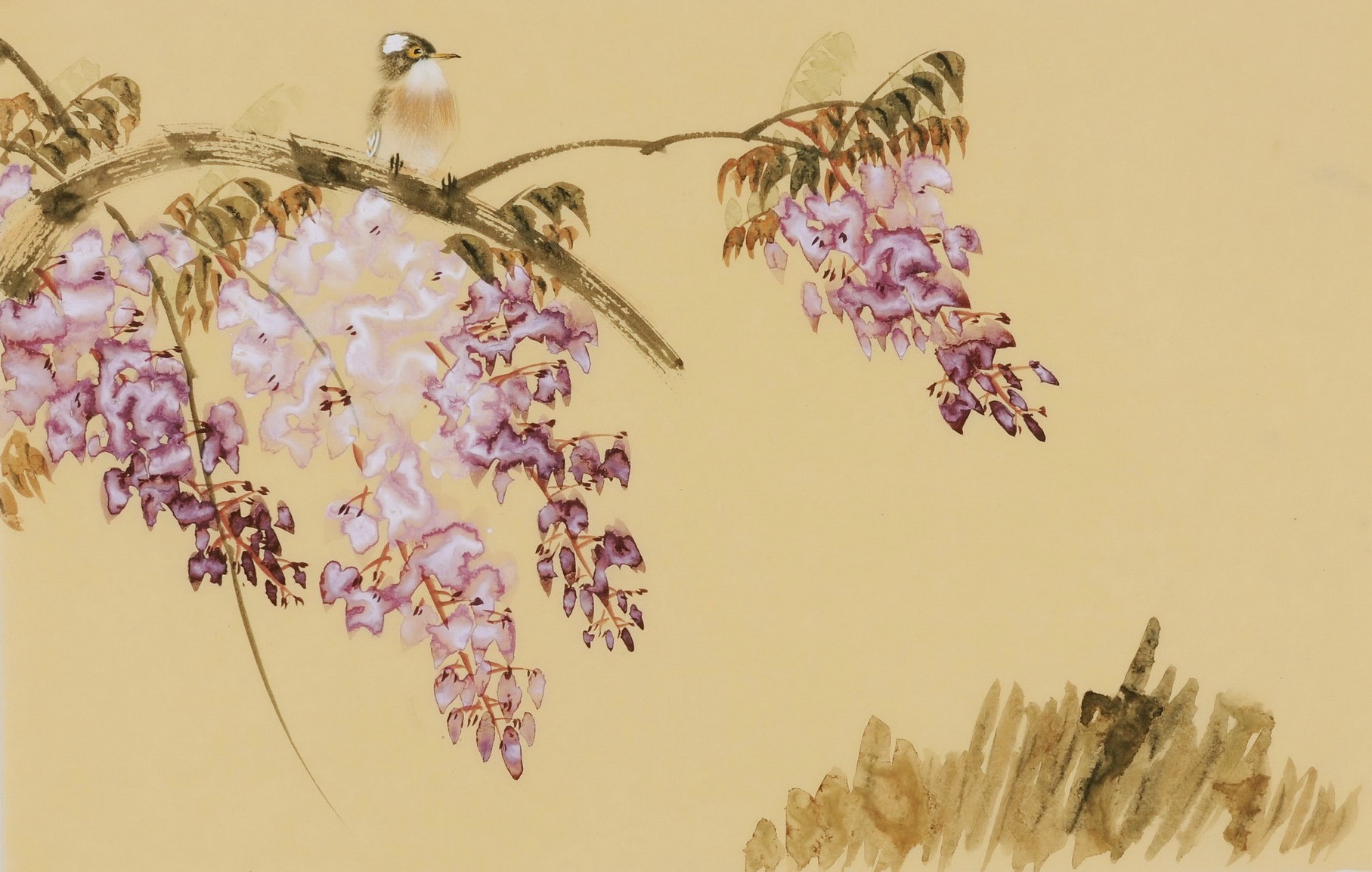 Wisteria - CNAG003809