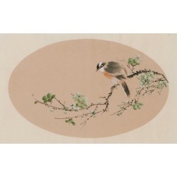 Plum - CNAG003826