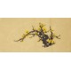 Plum - CNAG003829