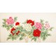 Peony - CNAG003837
