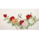 Peony - CNAG003839