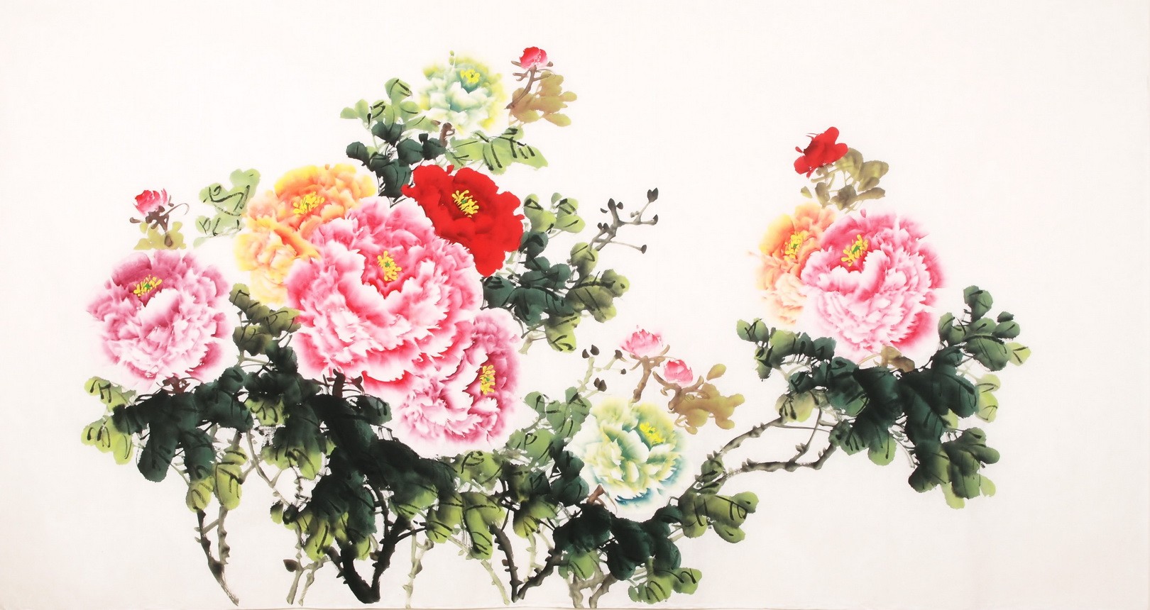Peony - CNAG003873