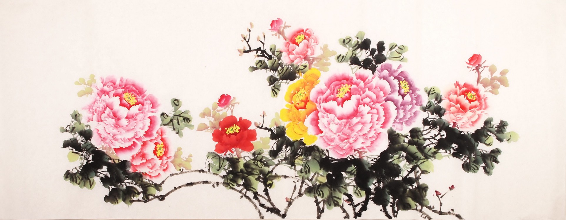Peony - CNAG003877