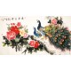 Peony - CNAG003878