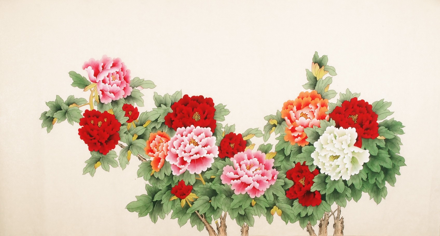 Peony - CNAG003914